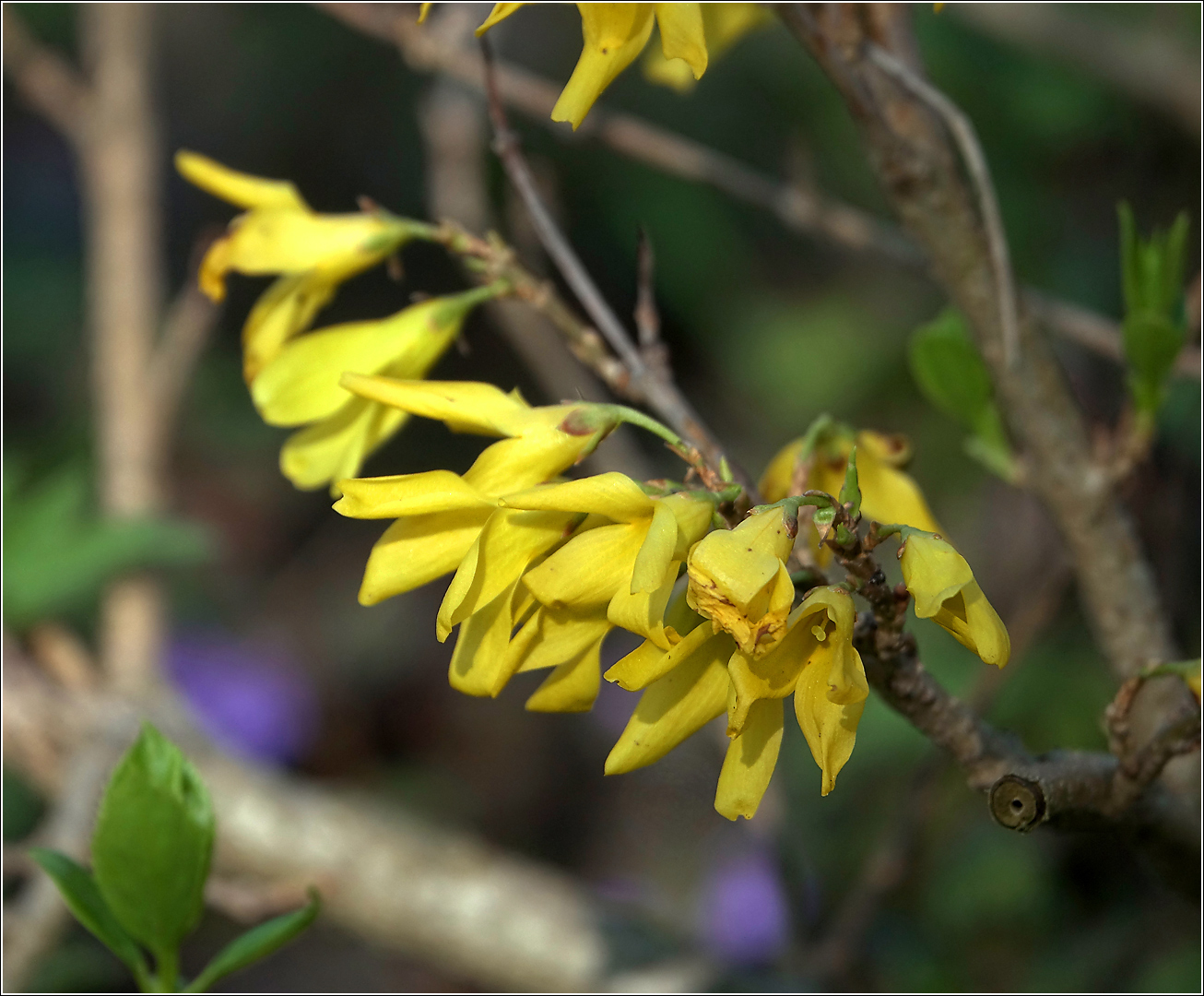 Image of genus Forsythia specimen.