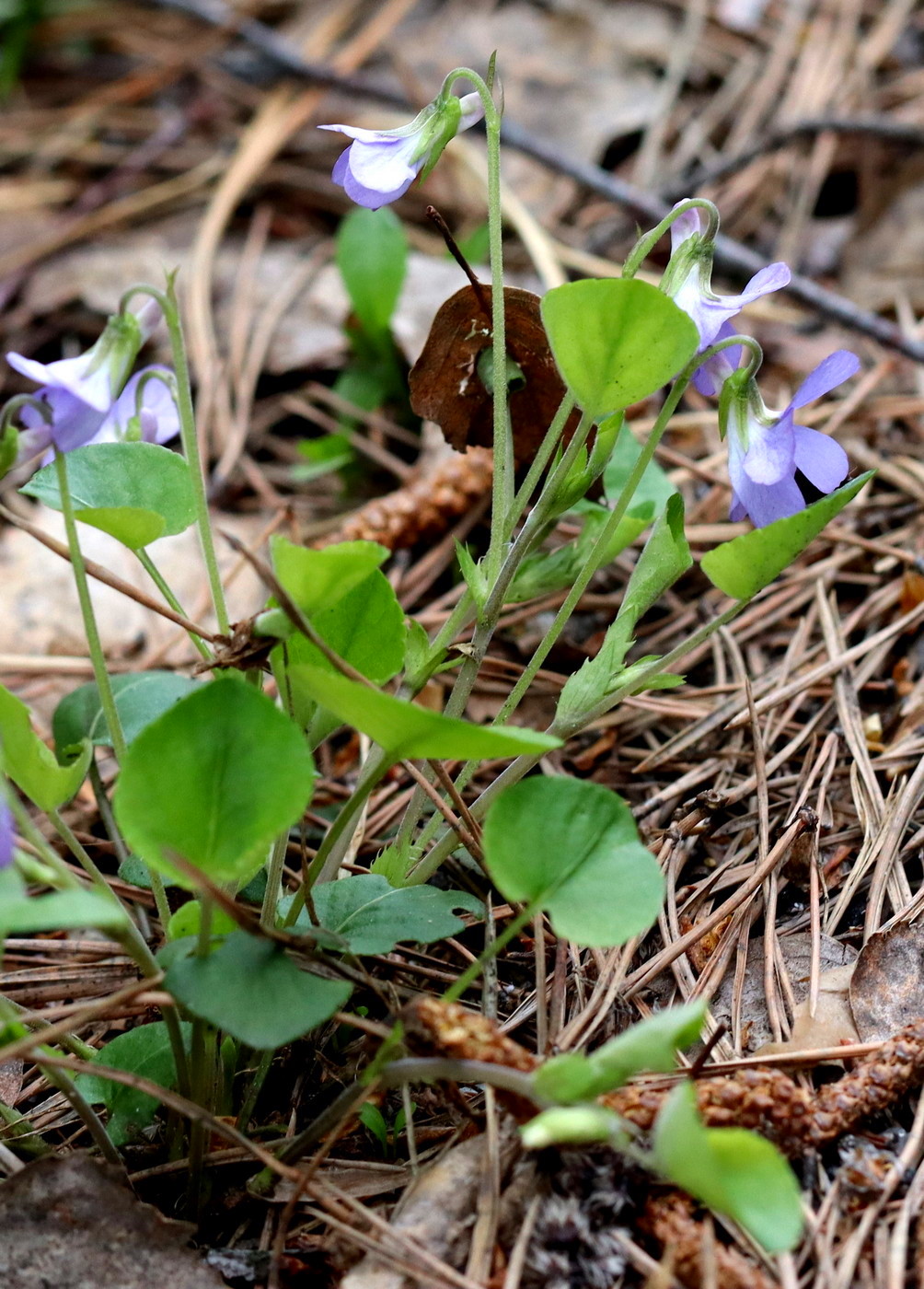 Image of Viola mauritii specimen.