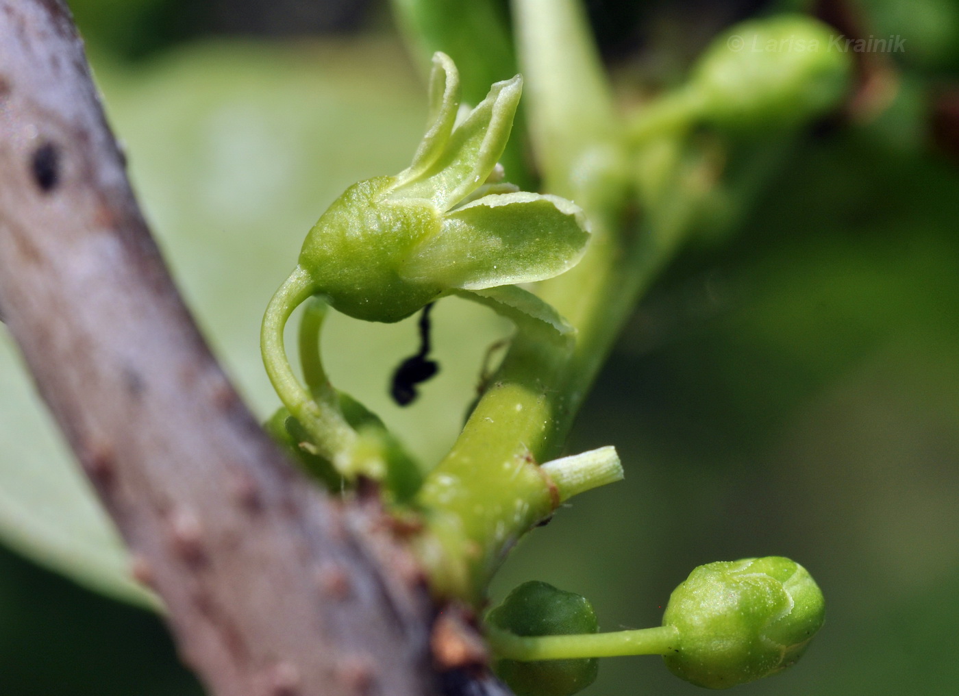 Изображение особи Celastrus orbiculata.