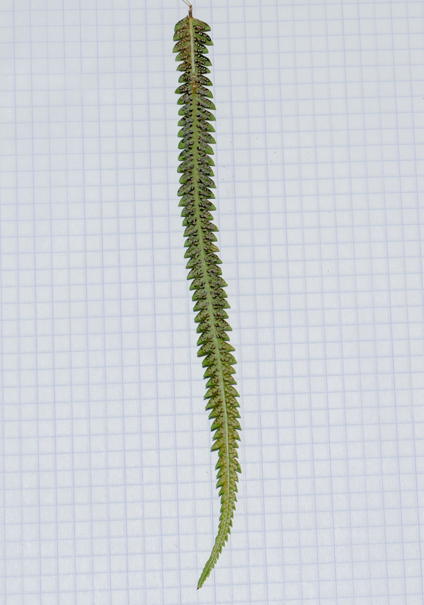 Image of Thelypteris unita specimen.