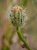 Crepis rhoeadifolia