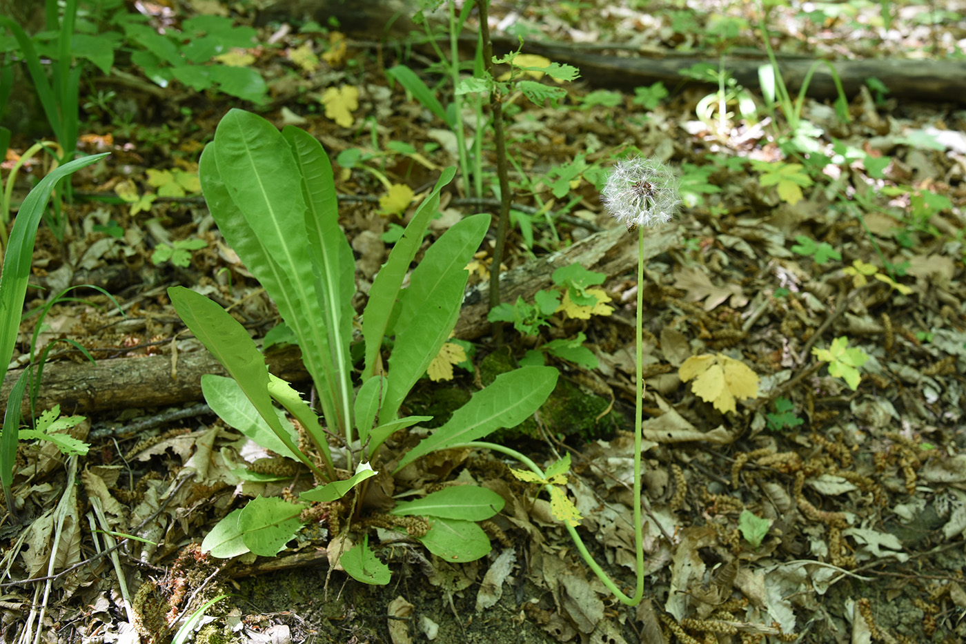 Изображение особи род Taraxacum.