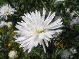 genus Symphyotrichum