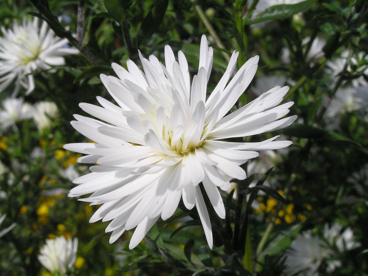 Image of genus Symphyotrichum specimen.