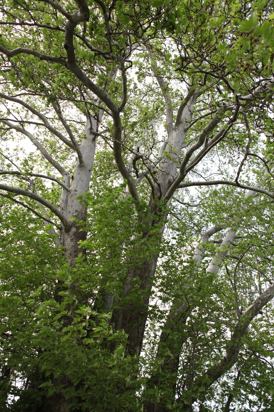 Изображение особи Platanus orientalis.