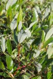 Salix phylicifolia. Верхушка ветви. Мурманская обл., п-в Рыбачий, побережье Большой Волоковой губы севернее м. Коровий, каменистый берег ручья. 28.07.2020.