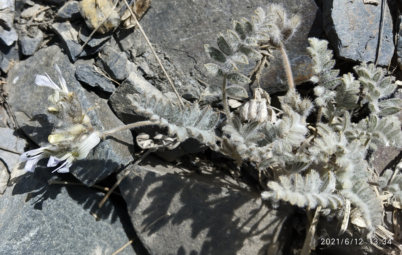 Image of Oxytropis platonychia specimen.