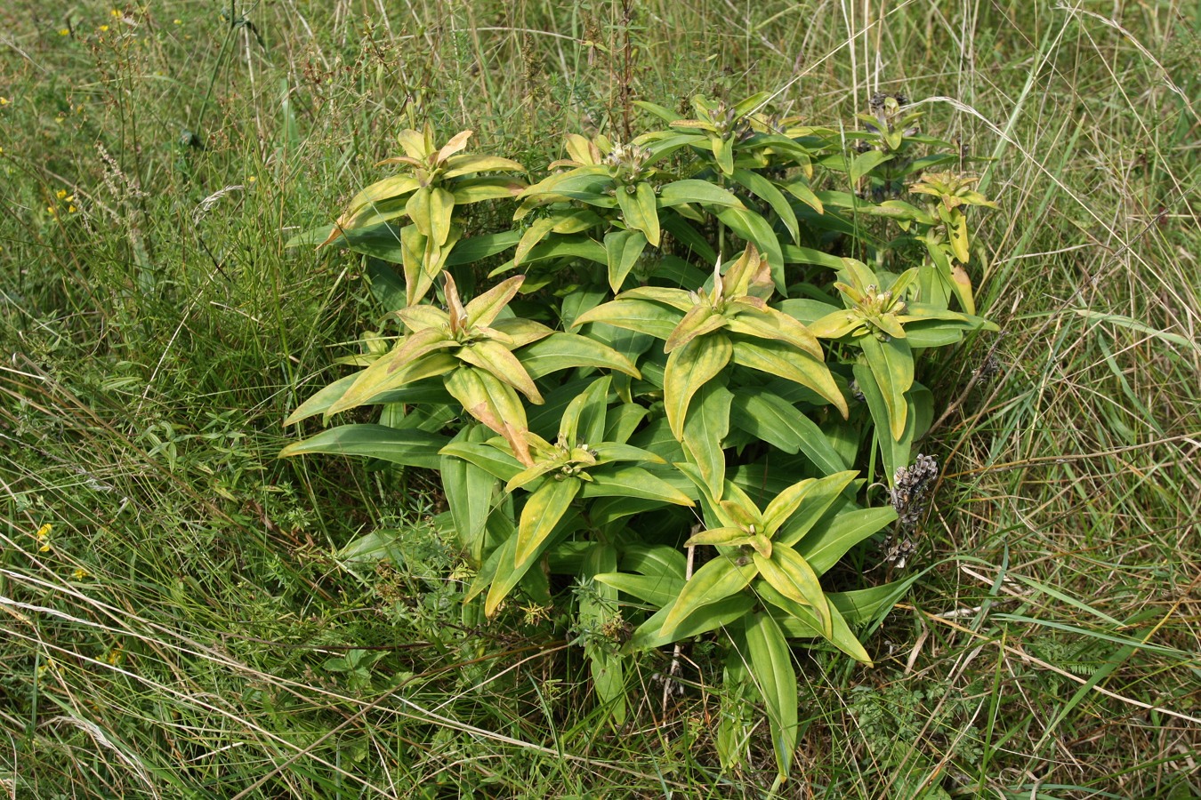 Image of Gentiana cruciata specimen.