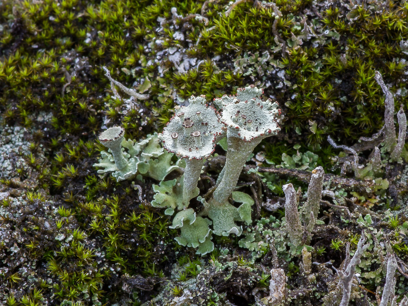 Изображение особи род Cladonia.