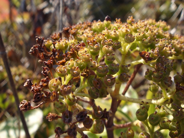 Image of Hydrangea petiolaris specimen.