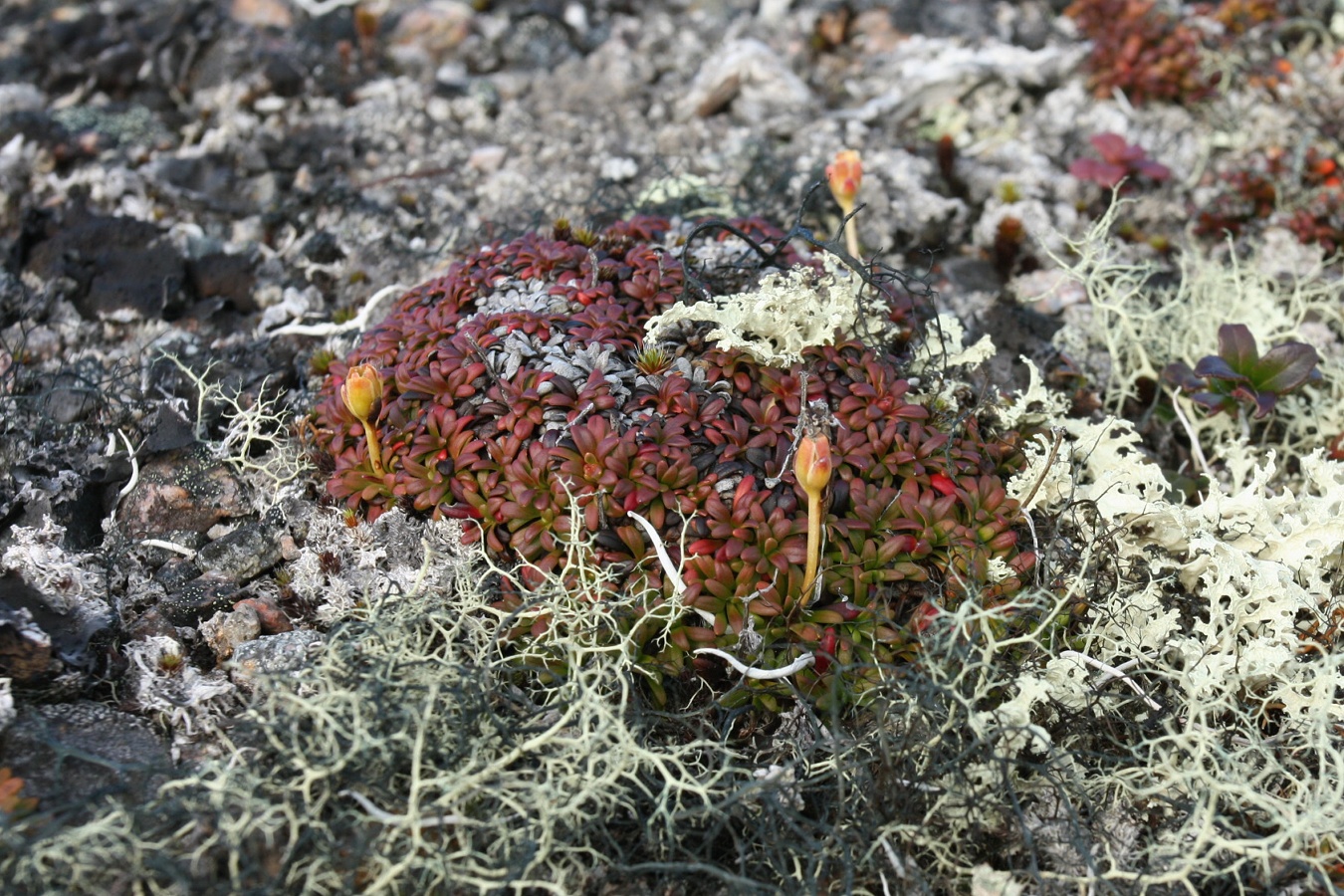 Image of Diapensia lapponica specimen.