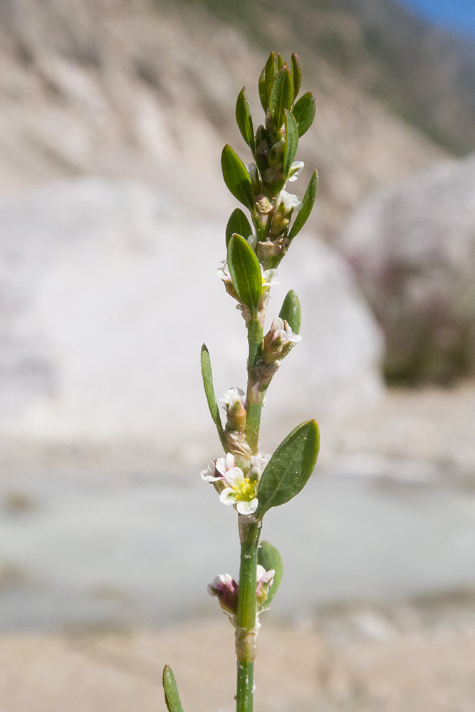 Изображение особи род Polygonum.