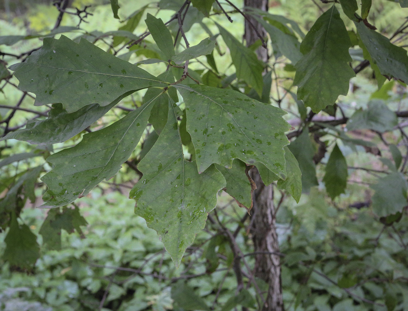 Изображение особи Quercus bicolor.