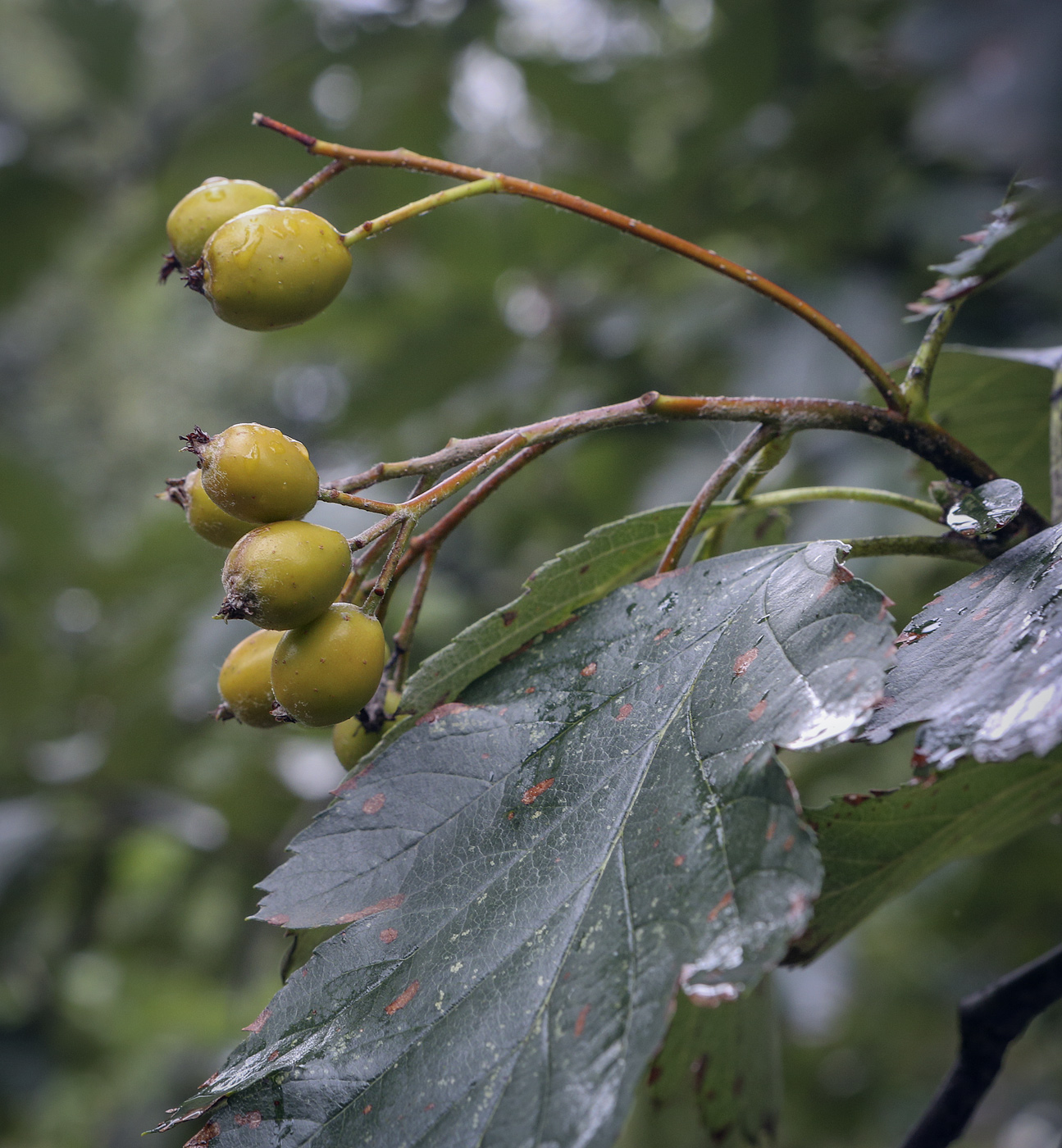 Image of Sorbus intermedia specimen.