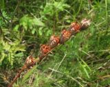 Gladiolus tenuis. Соплодие. Северная Осетия, Пригородный р-н, окр. с. Кобан, нагорный луг. 03.08.2021.