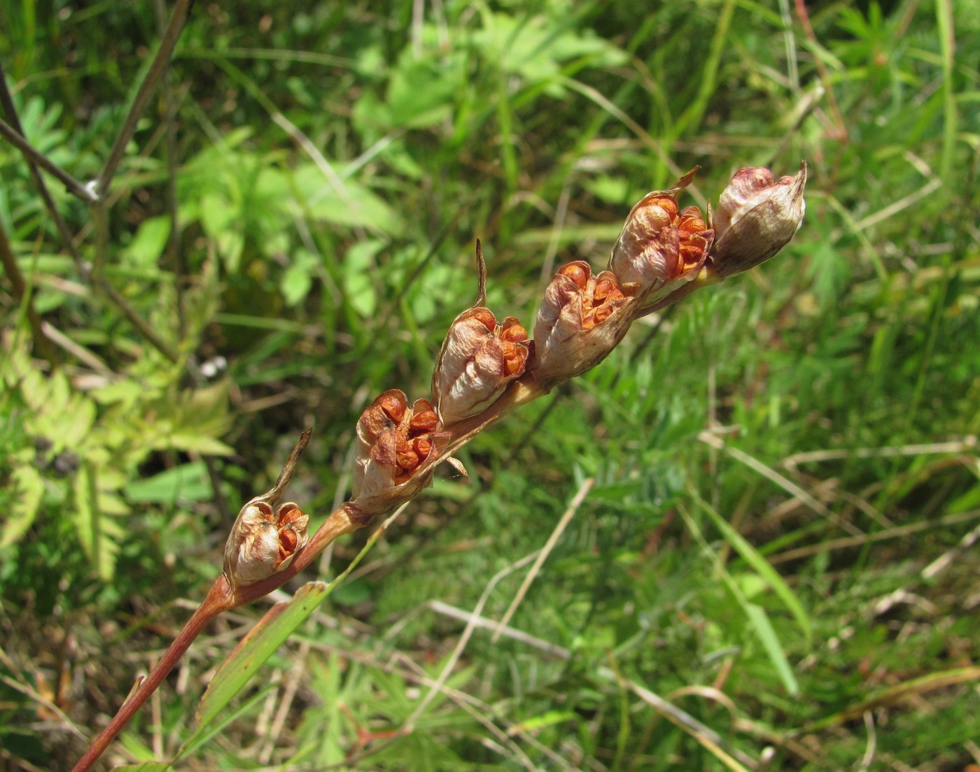 Image of Gladiolus tenuis specimen.