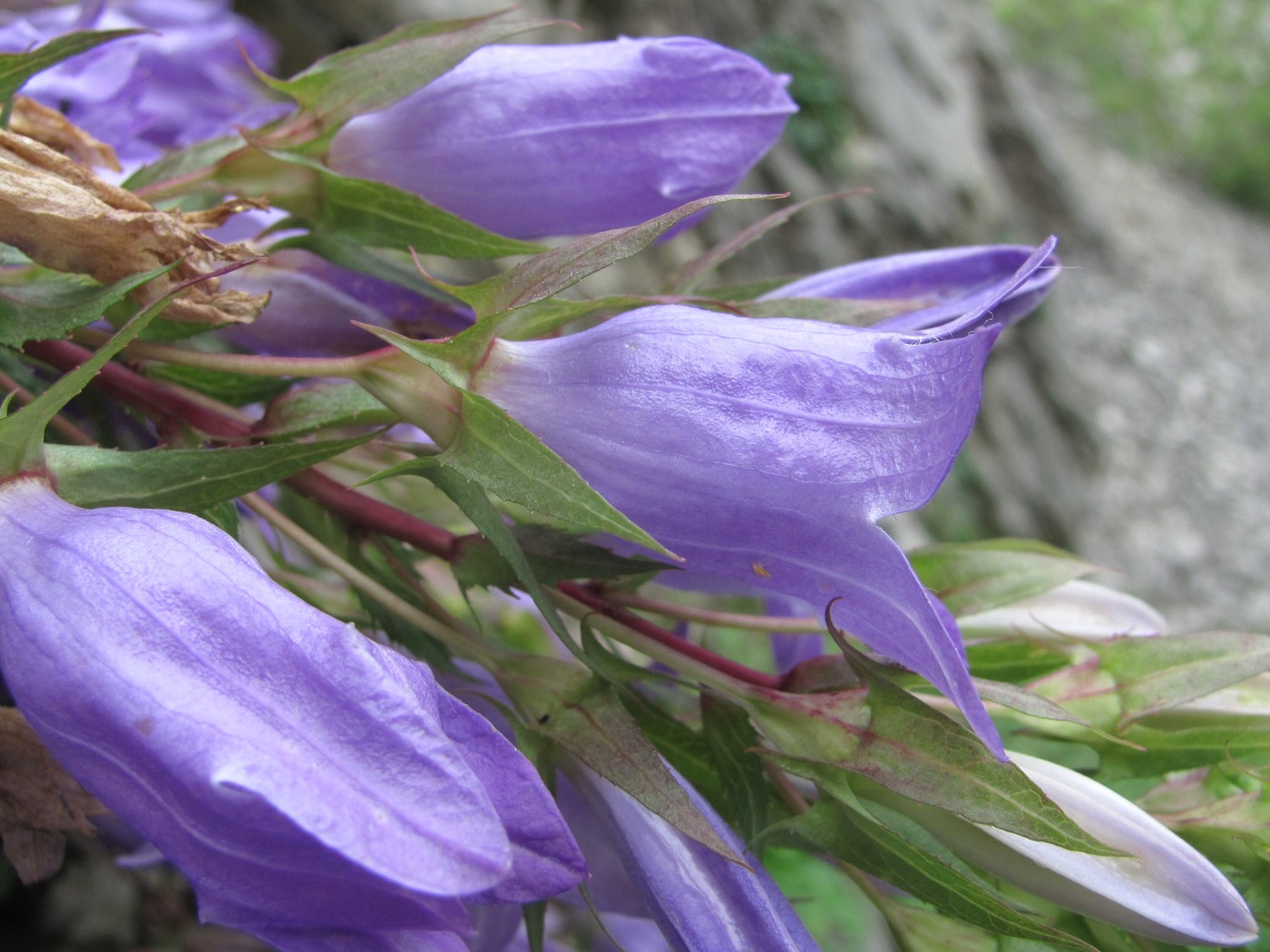Image of Campanula ossetica specimen.