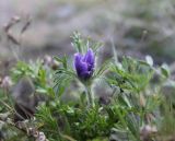 Pulsatilla regeliana