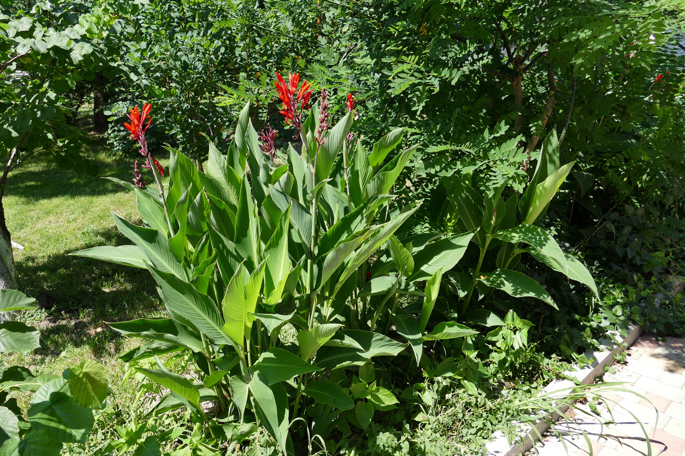 Image of Canna indica specimen.