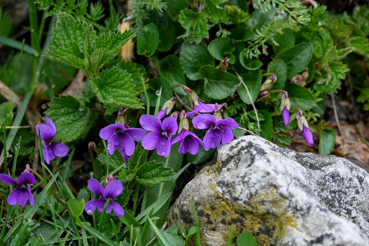 Изображение особи Viola somchetica.