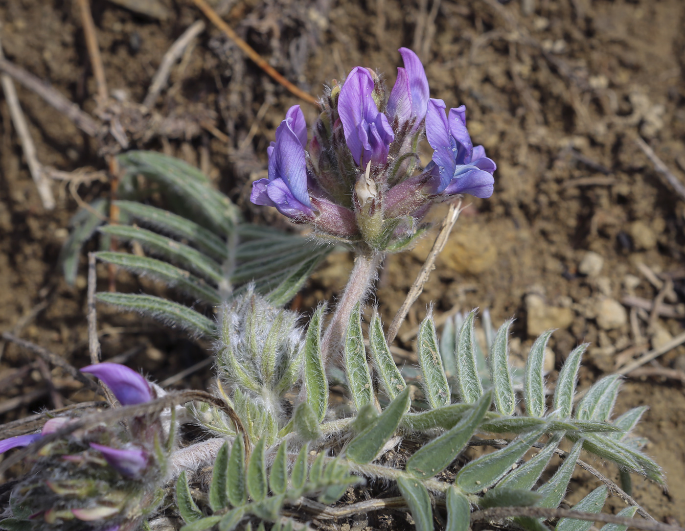 Изображение особи Oxytropis kungurensis.