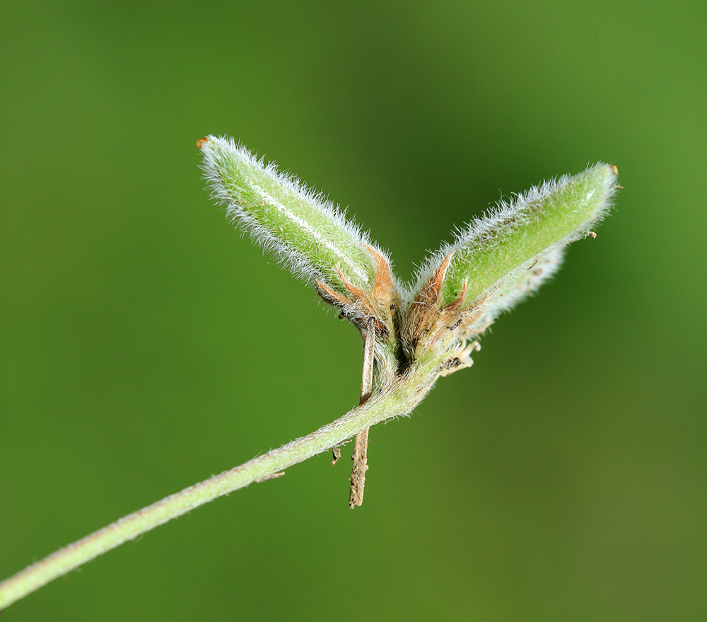 Image of Gueldenstaedtia verna specimen.