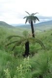 класс Polypodiopsida. Вегетирующие растения. ЮАР, Драконовы горы, Mkhomazi Wilderness area, хр. между ручьями Kwantuba и Mkomazi, альпийский луг. 08.01.2008.