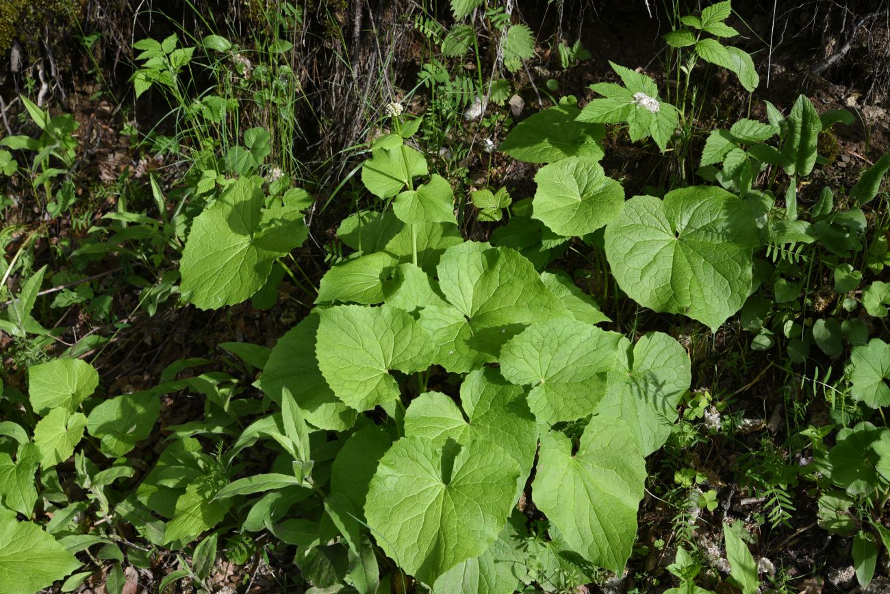 Изображение особи Valeriana tiliifolia.