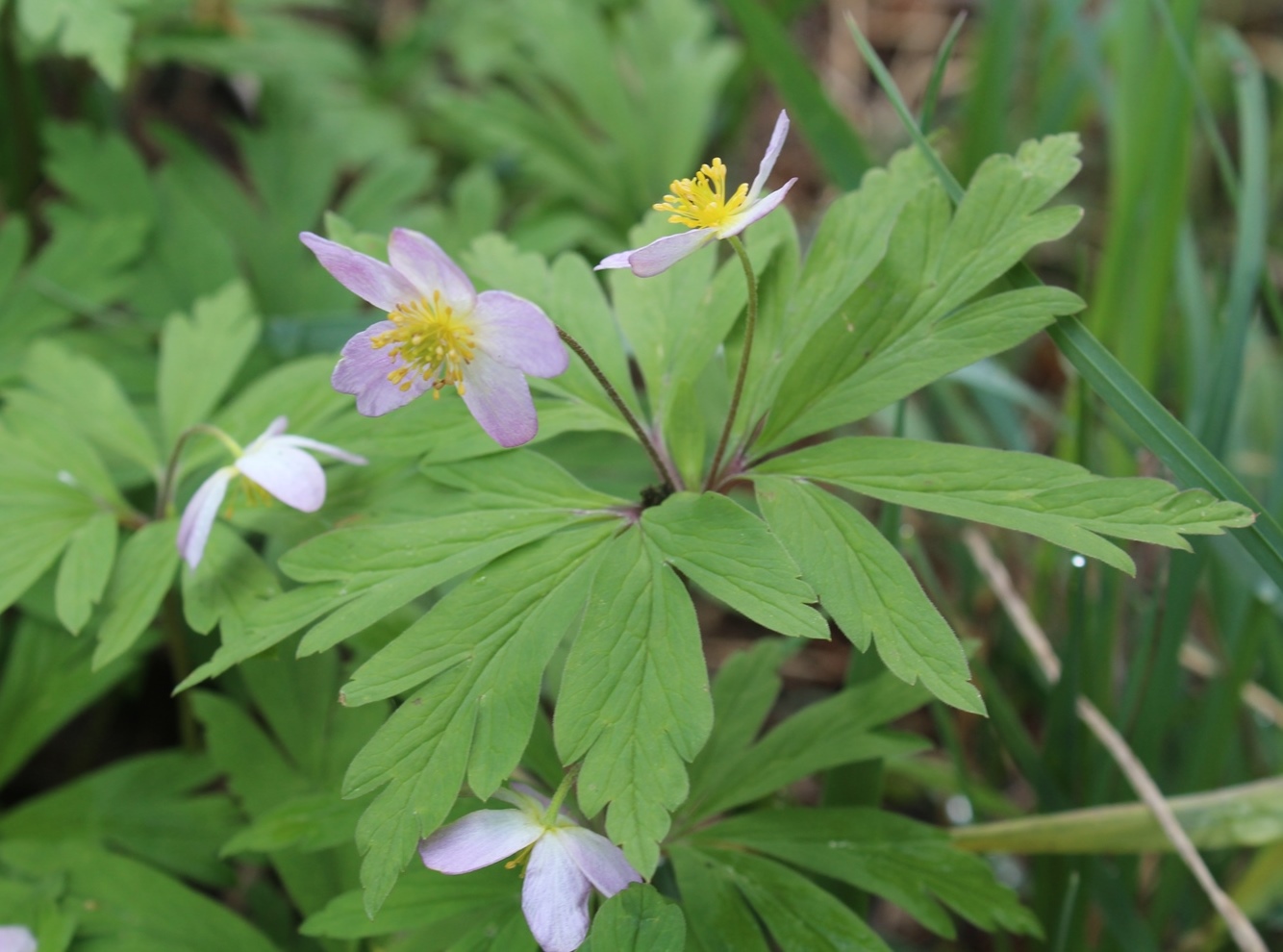 Image of Anemone uralensis specimen.