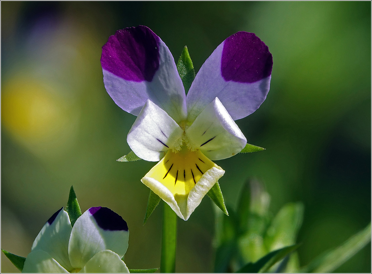 Image of Viola wittrockiana specimen.