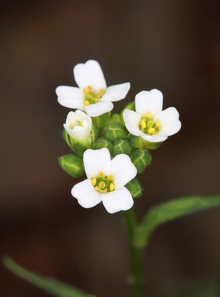 Image of genus Draba specimen.