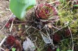 Sempervivum tectorum