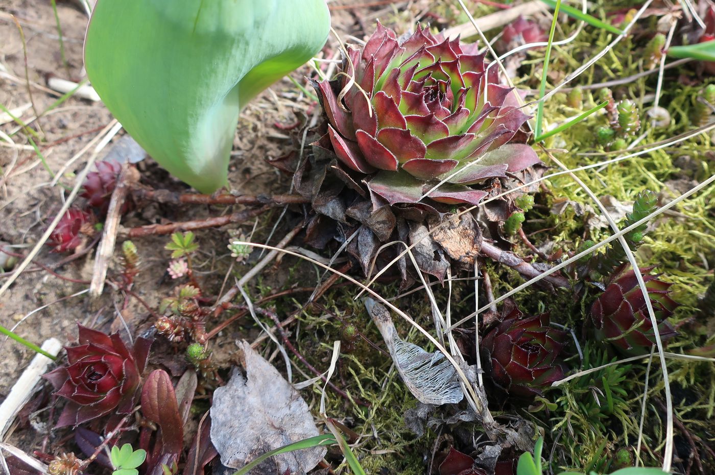 Image of Sempervivum tectorum specimen.