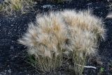 Hordeum jubatum