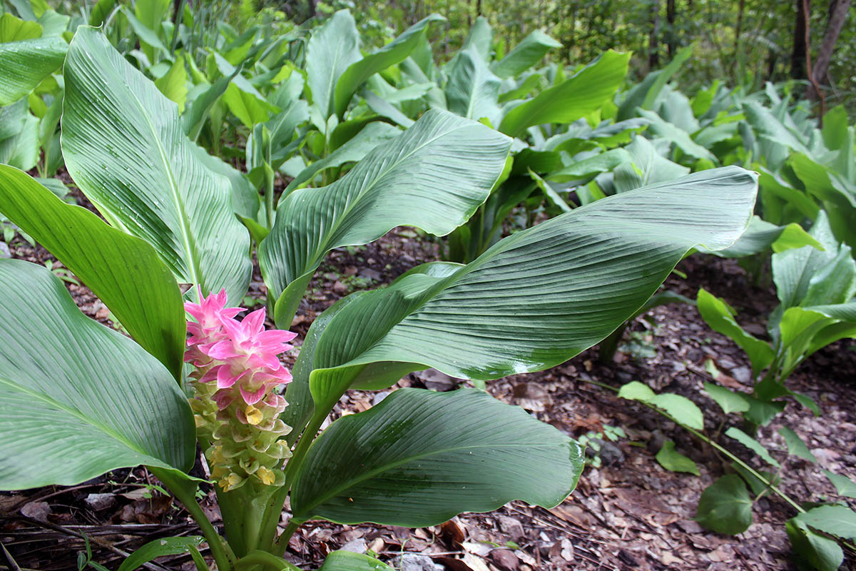 Image of Curcuma longa specimen.