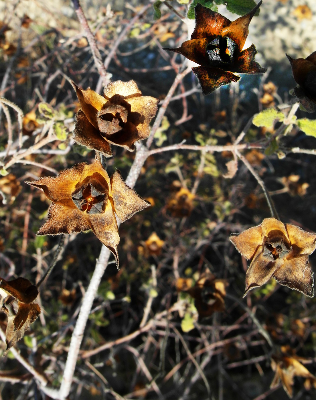 Image of Cistus creticus specimen.