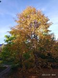 Tilia taquetii