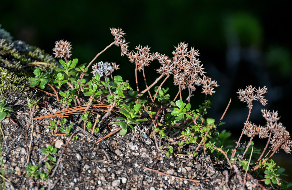 Изображение особи Aizopsis hybrida.