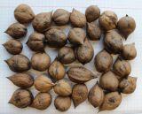 Juglans разновидность cordiformis