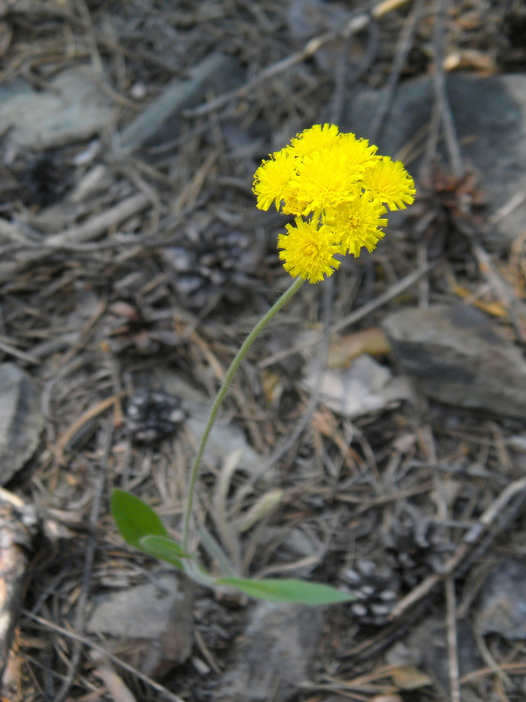 Image of genus Pilosella specimen.