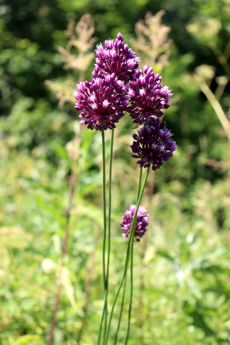 Image of Allium rotundum specimen.