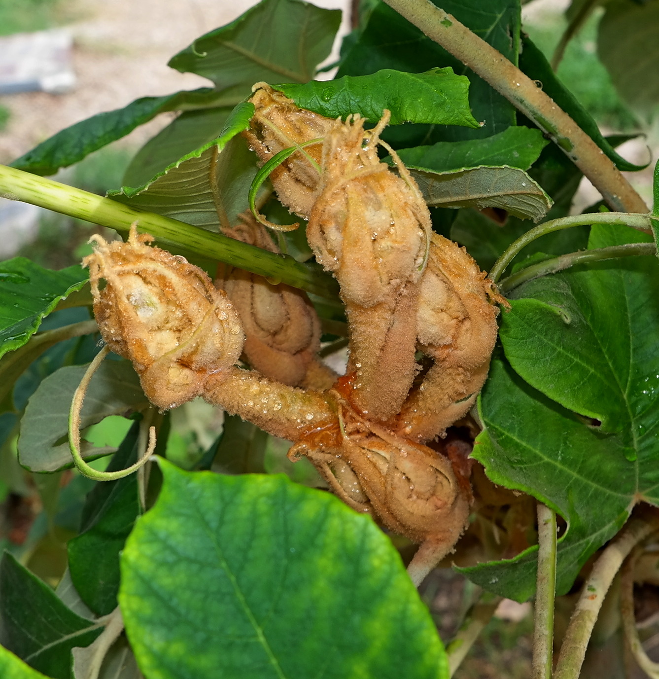 Изображение особи Tetrapanax papyrifer.