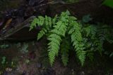 Woodsia caucasica. Вайи. Республика Адыгея, правый берег ручья Большой Руфабго, 20 м ниже водопада Шум, в скальной нише. 27 июля 2022 г.