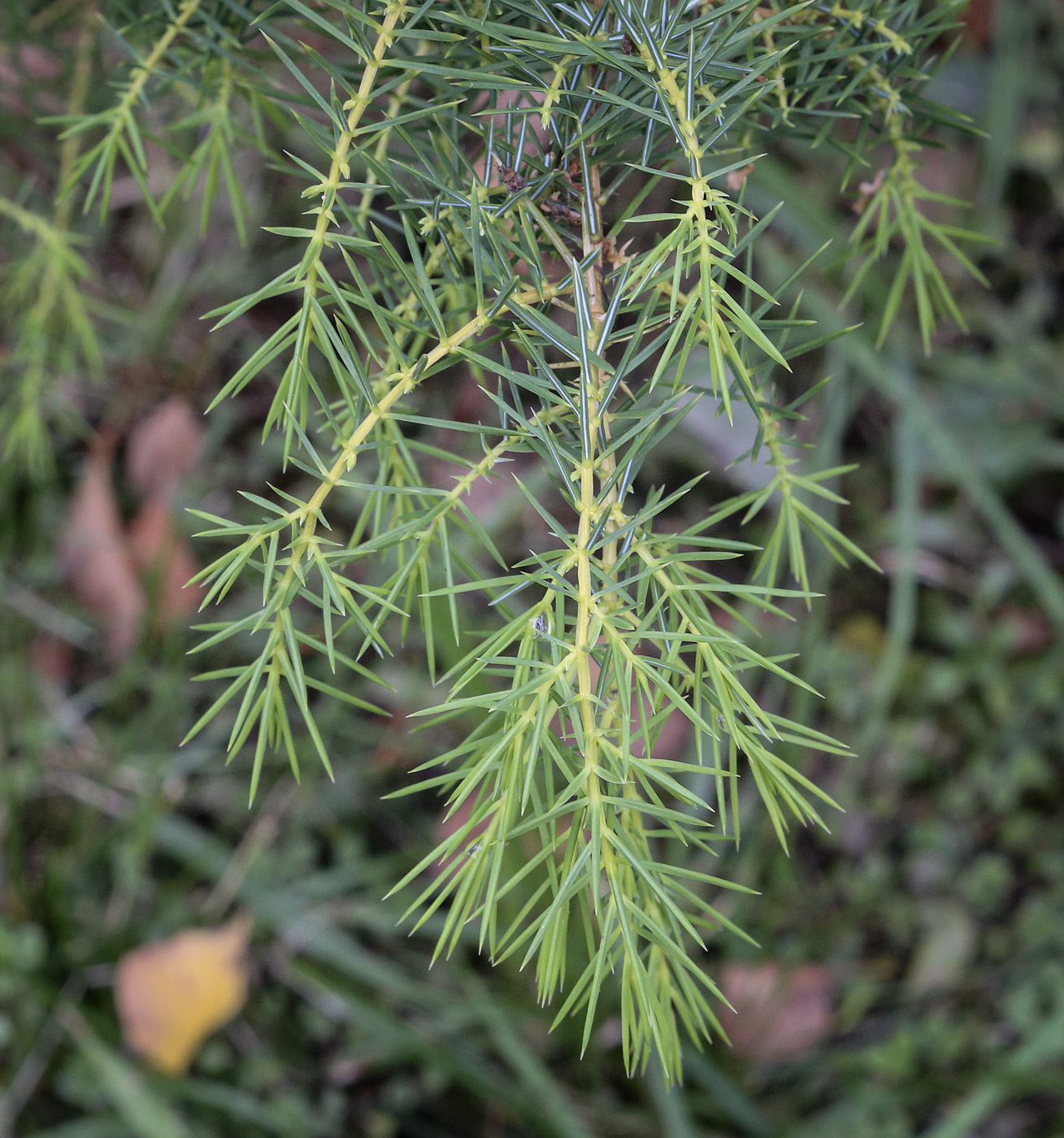 Image of Juniperus rigida specimen.