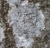 genus Lecanora. Таллом с апотециями на стволе ольхи Alnus glutinosa. Московская обл., Одинцовский р-н, окр. г. Кубинка, берег мелкого ручья. 29.04.2022.
