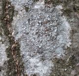 род Lecanora. Таллом с апотециями на стволе ольхи Alnus glutinosa. Московская обл., Одинцовский р-н, окр. г. Кубинка, берег мелкого ручья. 29.04.2022.