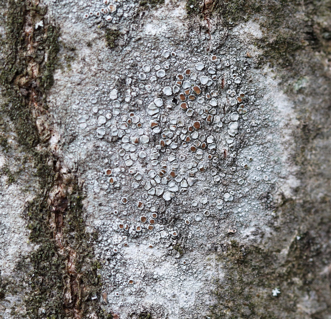 Image of genus Lecanora specimen.