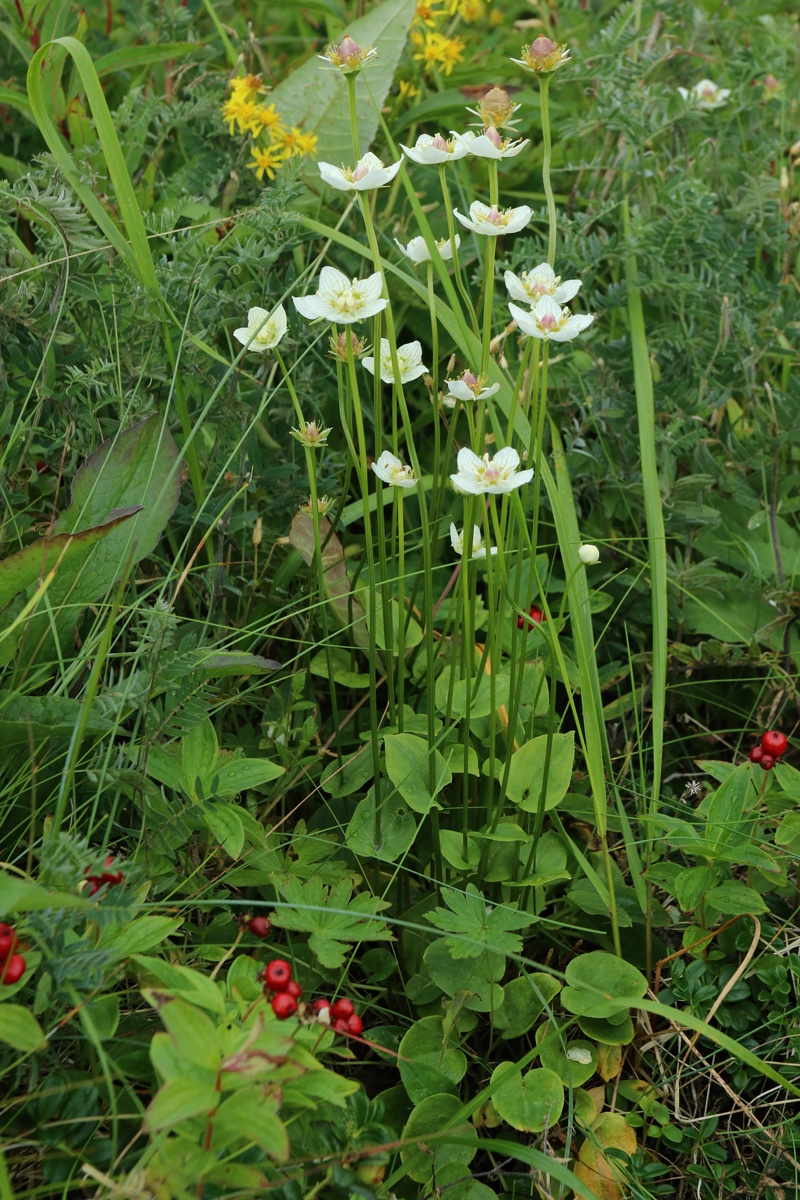 Изображение особи Parnassia palustris.