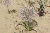 Allium caspium