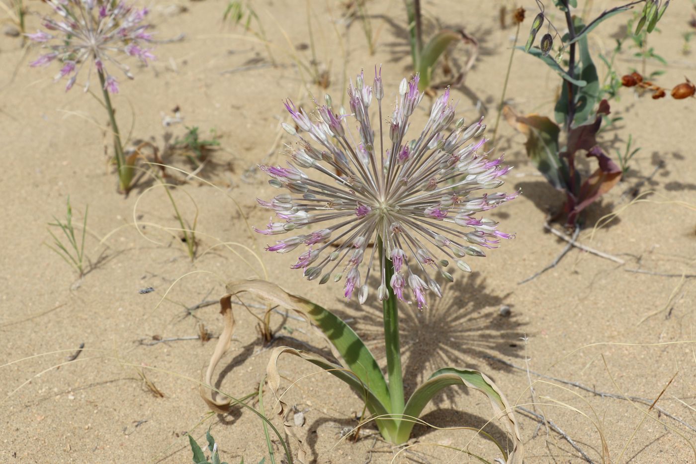 Изображение особи Allium caspium.